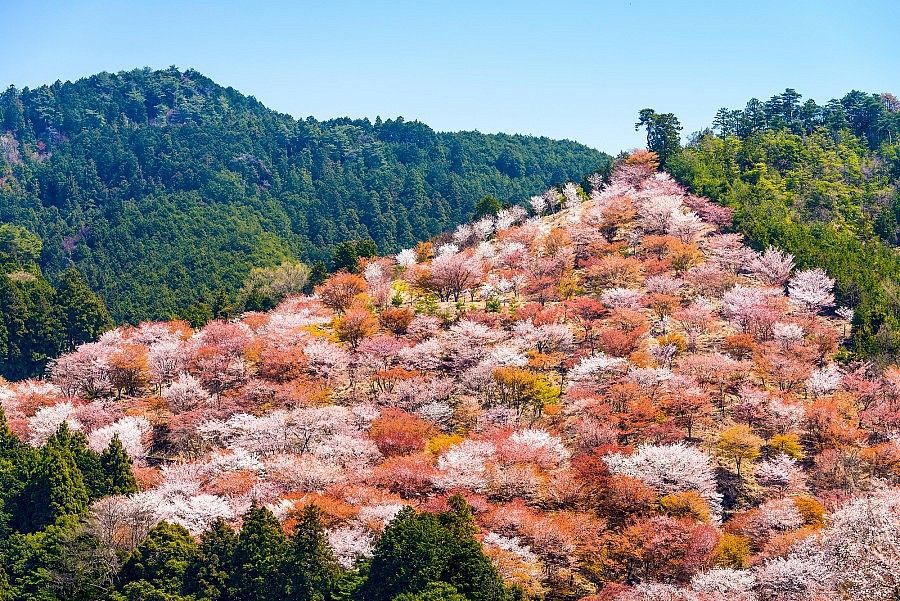 Monte Yoshino