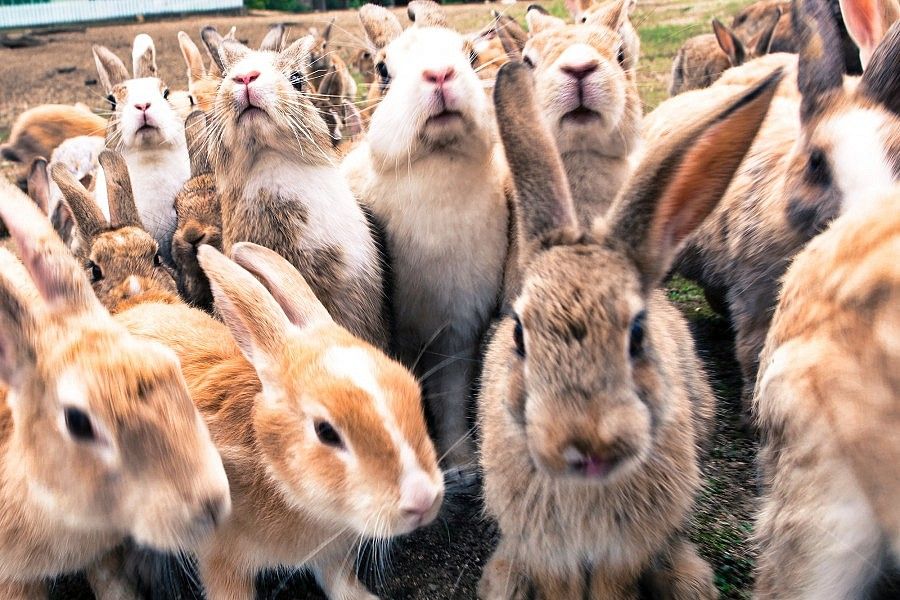 Okunoshima – L'isola dei conigli