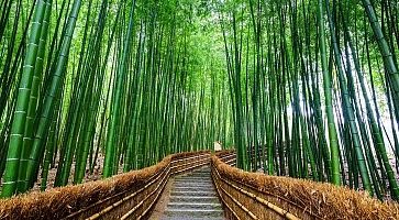 Scale alla foresta di bambù di Arashiyama.